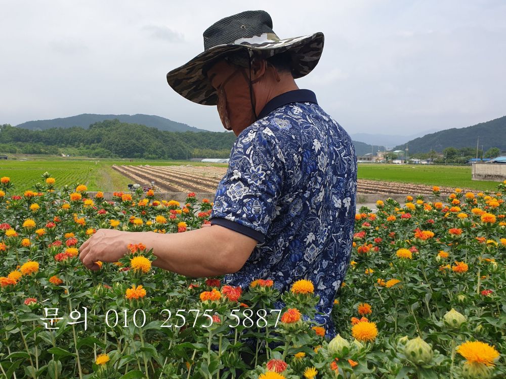 홍화 따는 모습