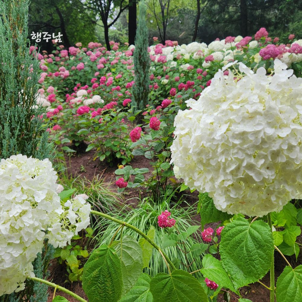 Read more about the article 전남 보성 윤제림, 대한다원 비오는 날 소풍