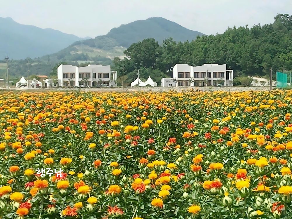 홍화 만개한 모습 산청 화계마을