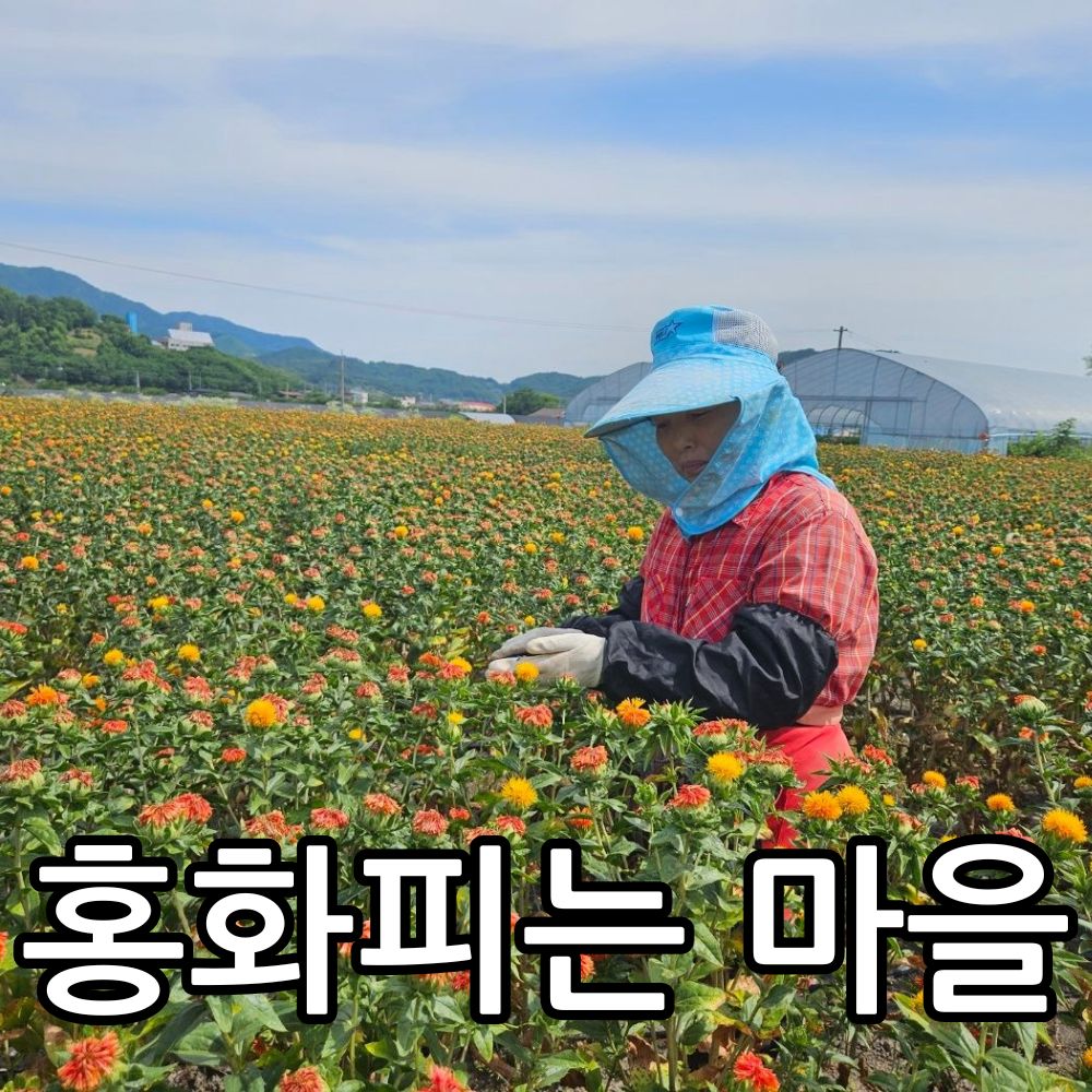 Read more about the article 홍화씨차 보약처럼 먹는 레시피: 27년 경험으로 완성된 건강 비법