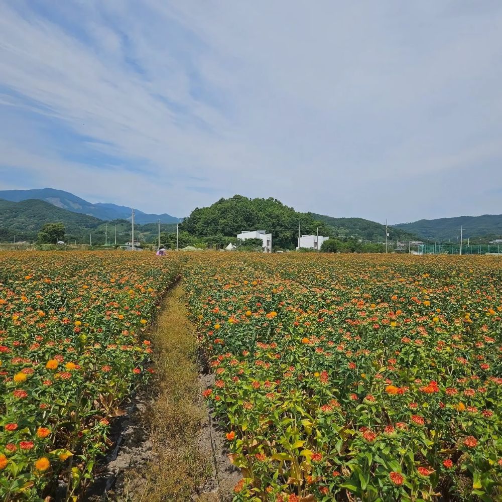 홍화씨 밭 전경