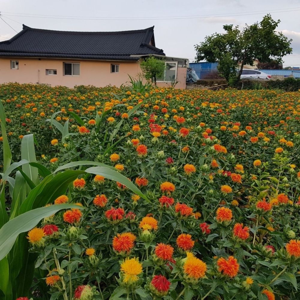 홍화 만발한 전경